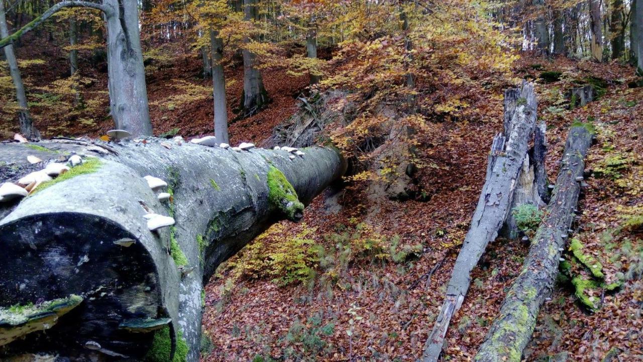 Bobrowa Przystan Villa Czechyn Екстериор снимка
